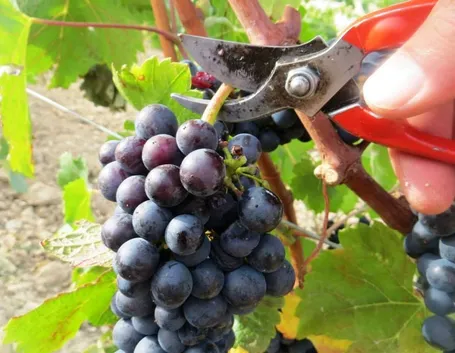 Pianta di vite in autunno