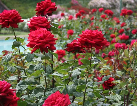 Splendide rose rosse