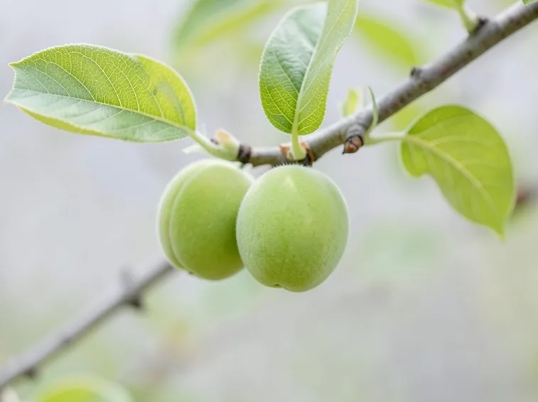 Primi frutti primaverili dell'albicocco