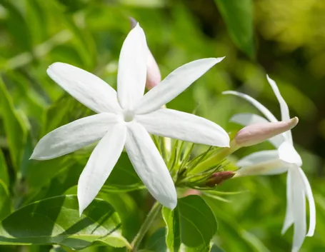Pianta di gelsomino