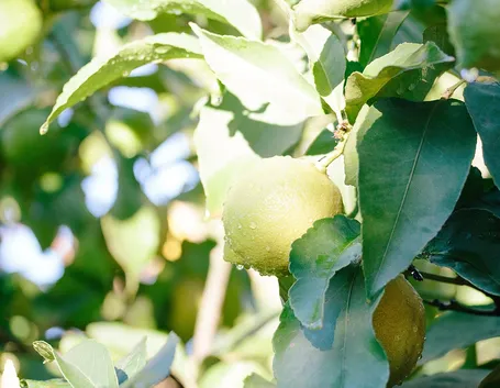 Limone