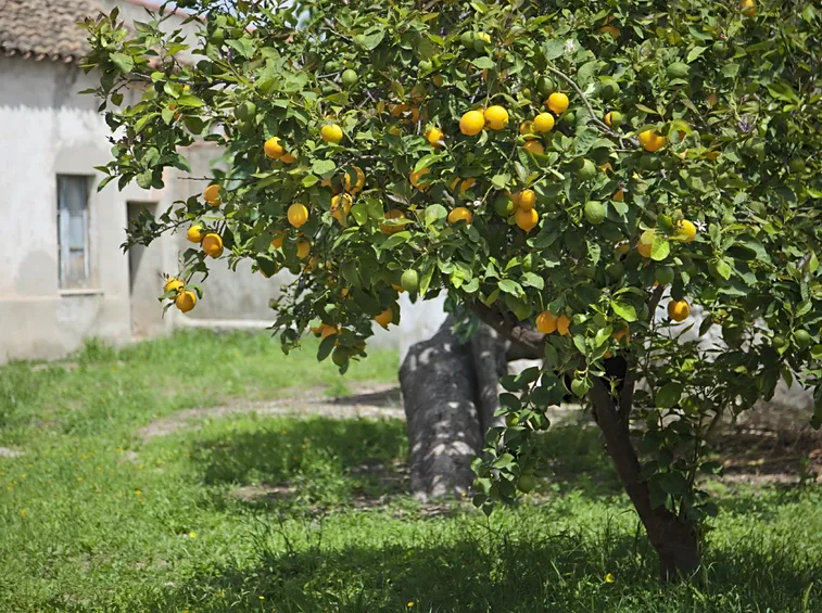 Potare albero limone