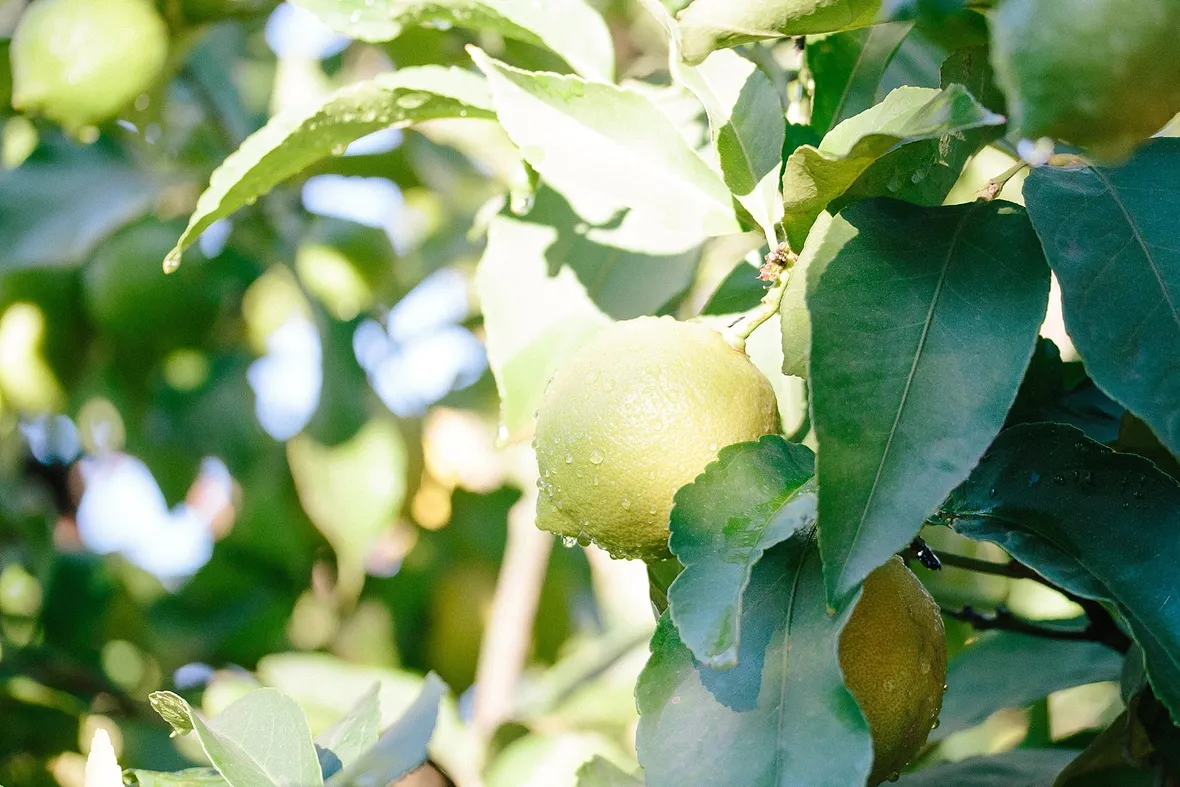 Limone