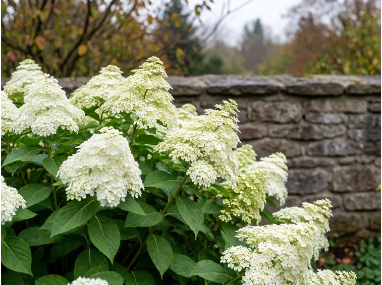 Paniculata, arborescens e rifiorenti: quando la regola cambia