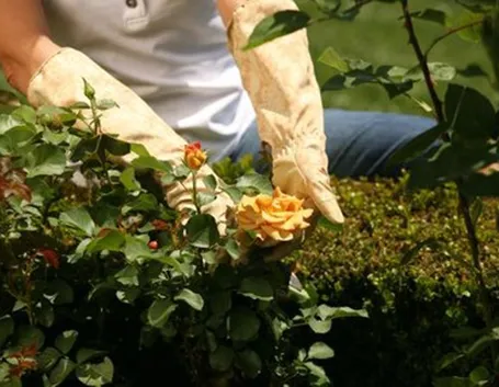 Fare la potatura delle rose