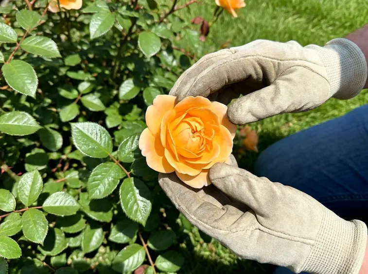 Fare la potatura delle rose