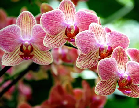 Specie di orchidea