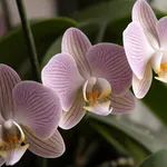 Specie di orchidea