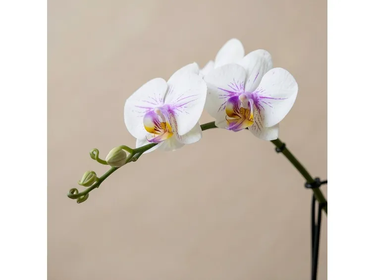 Coltivare le orchidee
