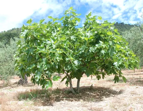 albero di fico