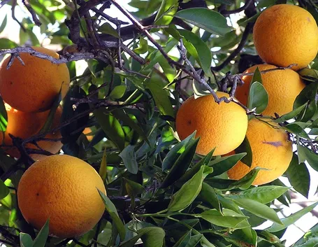 Pianta di arancio