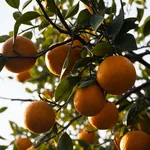 Pianta di arancio