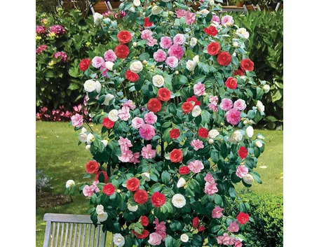 Colori camelia