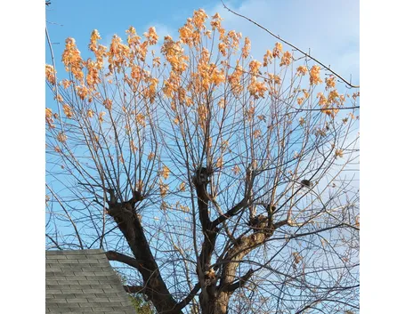 albero in attesa di potatura
