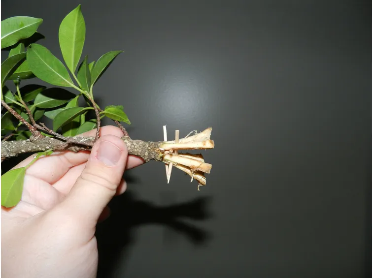 Potatura Ficus Benjamin