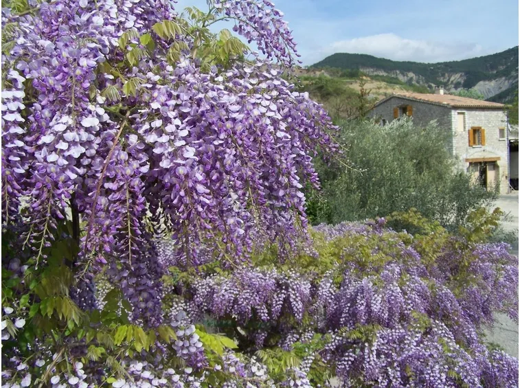 Fiori wisteria