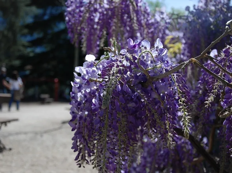 Coltivazione wisteria