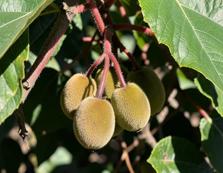 Pianta di kiwi