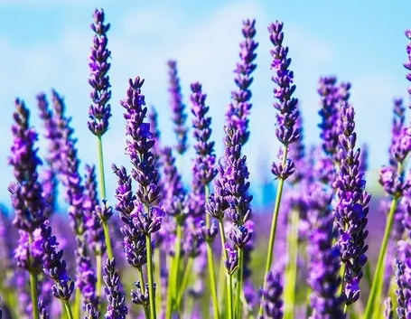 Piante lavanda