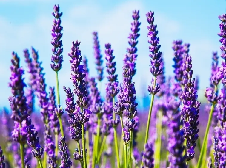 Piante lavanda
