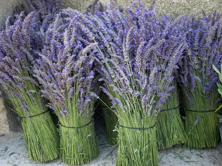 Potare piante fiore