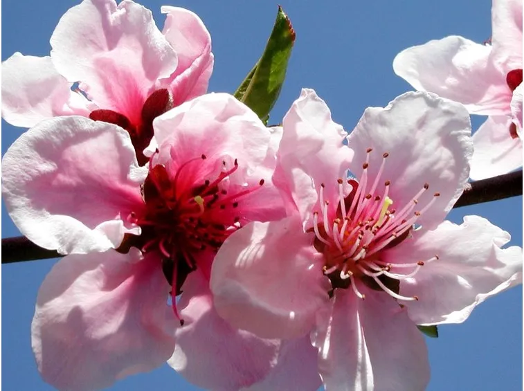 Fiori di pesco