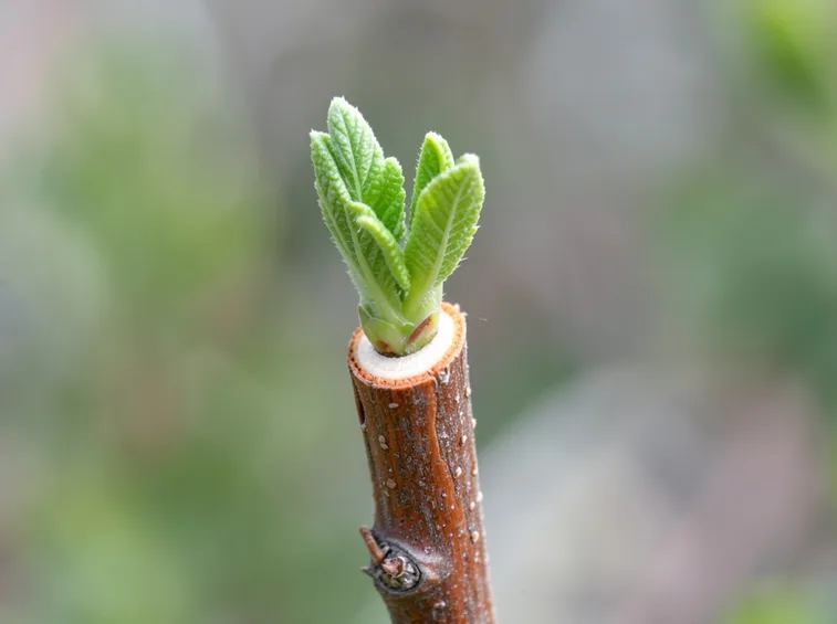 Esempio di pianta potata