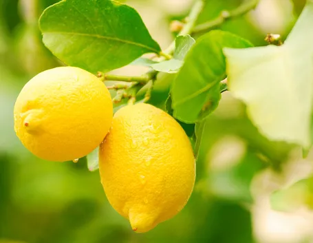 Pianta di limoni