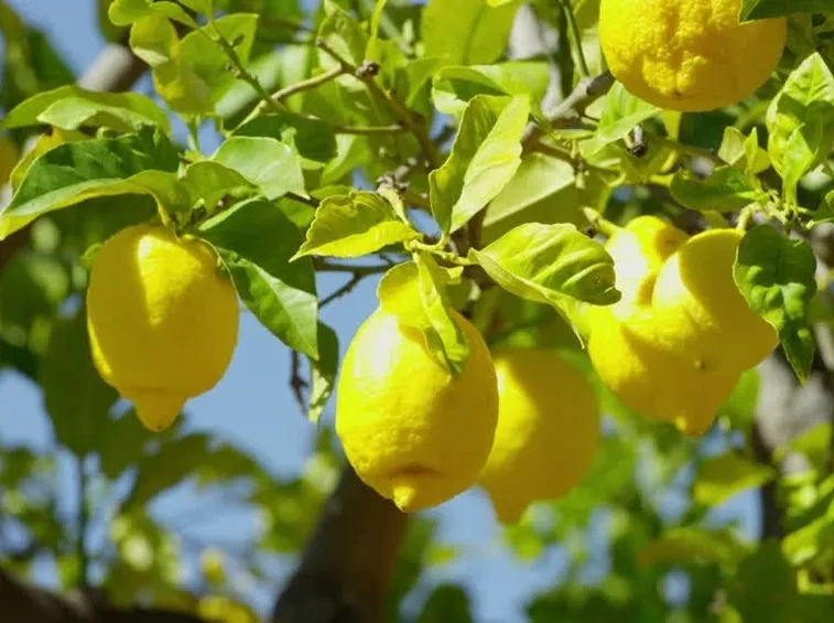 Limoni in frutto