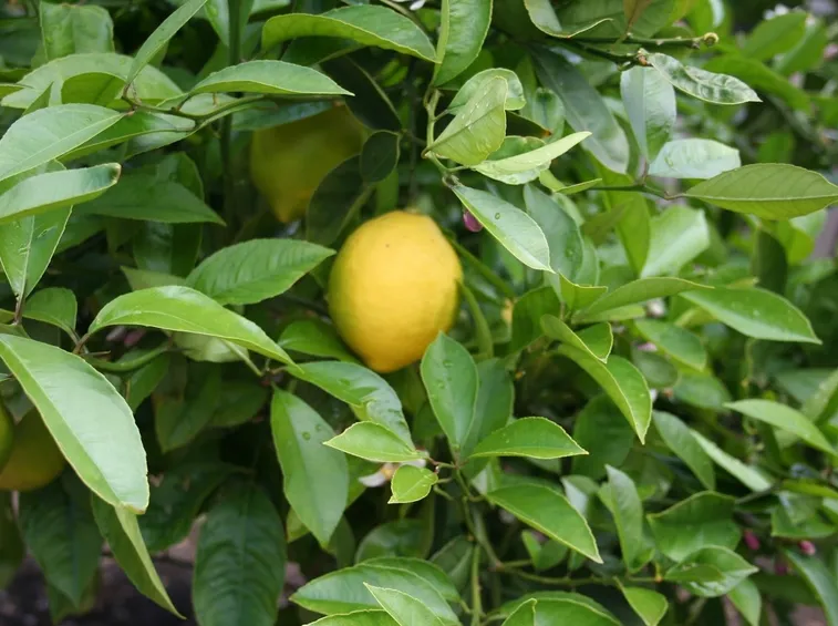 potare limone