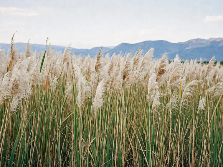 Una distesa di Phragmites Australis
