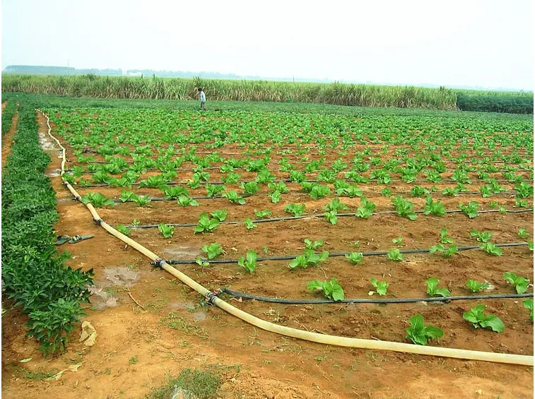 Linea di irrigazione nell'orto