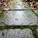 Perché foglie e muschio rendono scivoloso il pavimento esterno in autunno