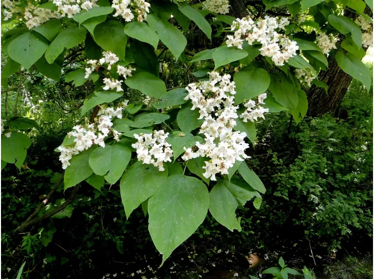 Catalpa