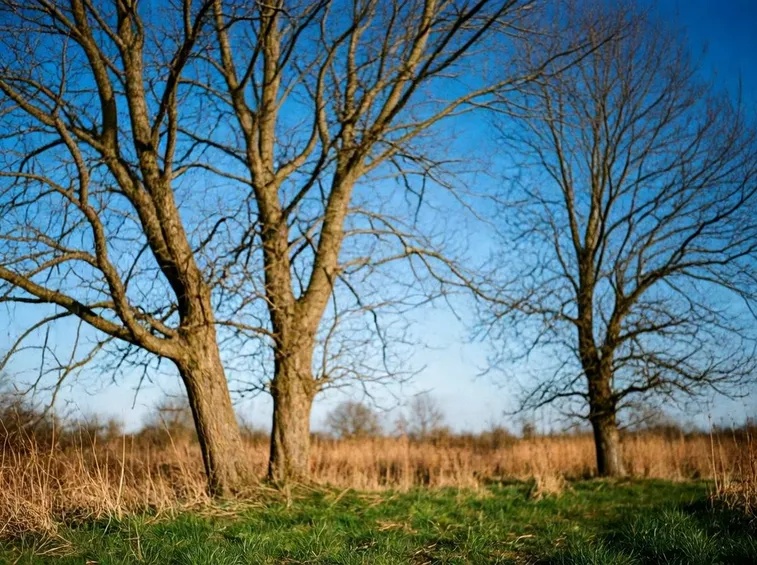 Albero a foglie caduche