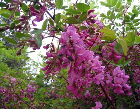 Robinia