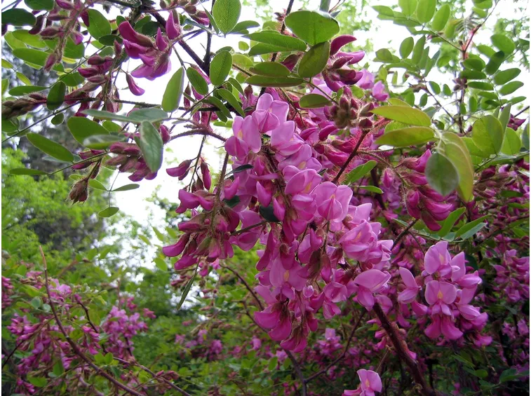 Robinia
