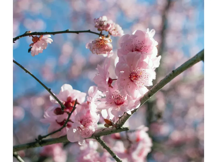 Fiori Prunus