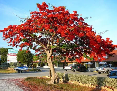 Un flamboyant o albero di fuoco