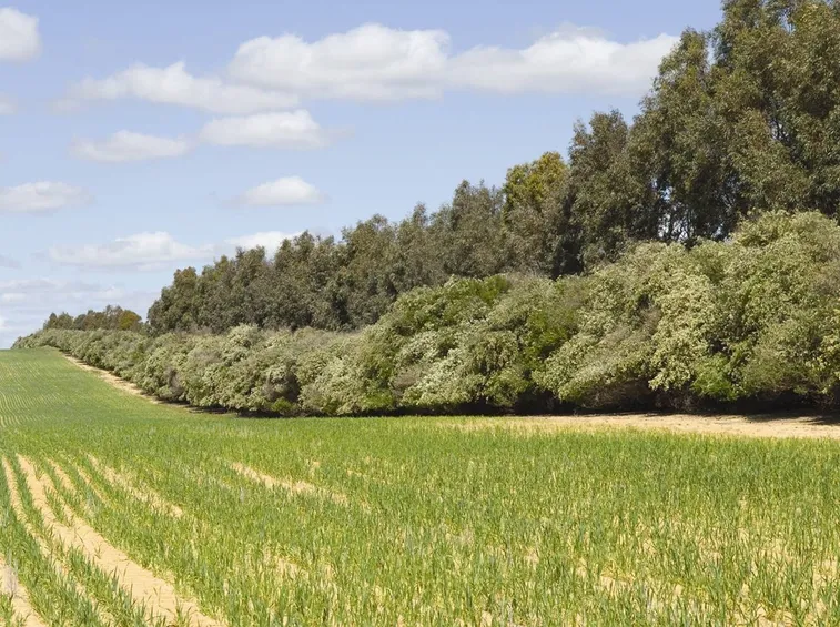 Doppia barriera di alberi frangivento