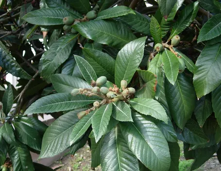 Eriobotrya japonica