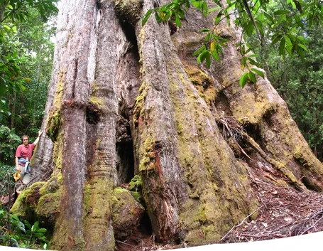 Splendido esemplare di albero gigante