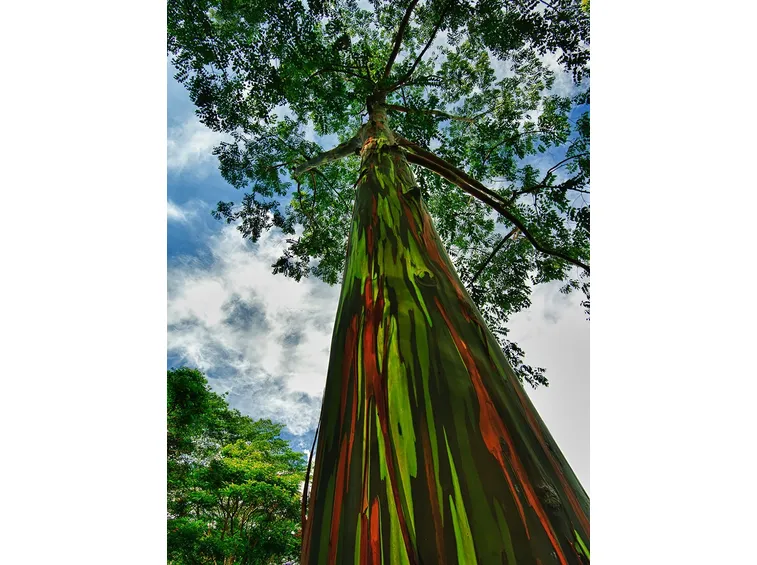 Eucalyptus in Kauai