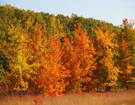 Alberi latifoglie in autunno