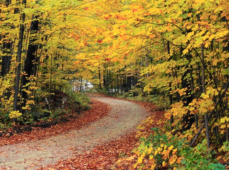 Bosco di latifoglie