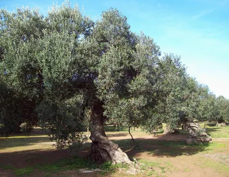 Albero di olivo secolare