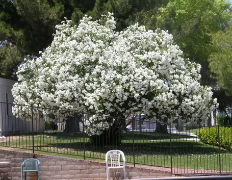 Albero oleandro