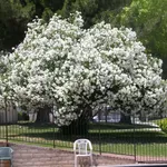 Albero oleandro