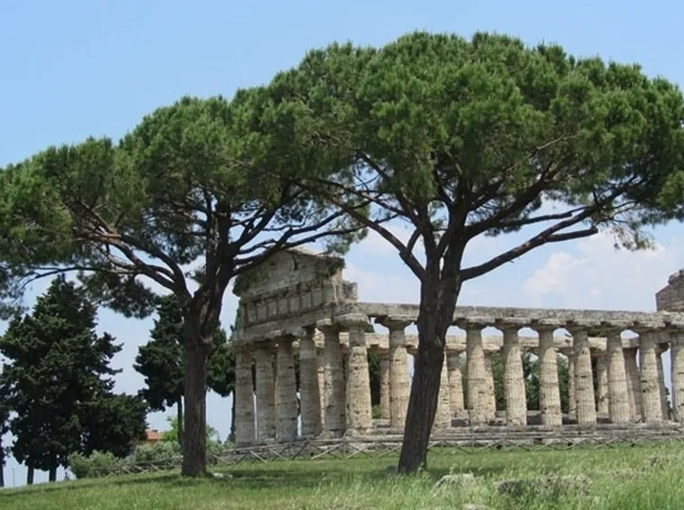 Pino mediterraneo