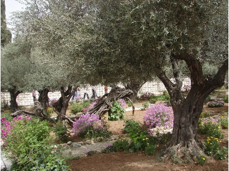 Ulivi giardino